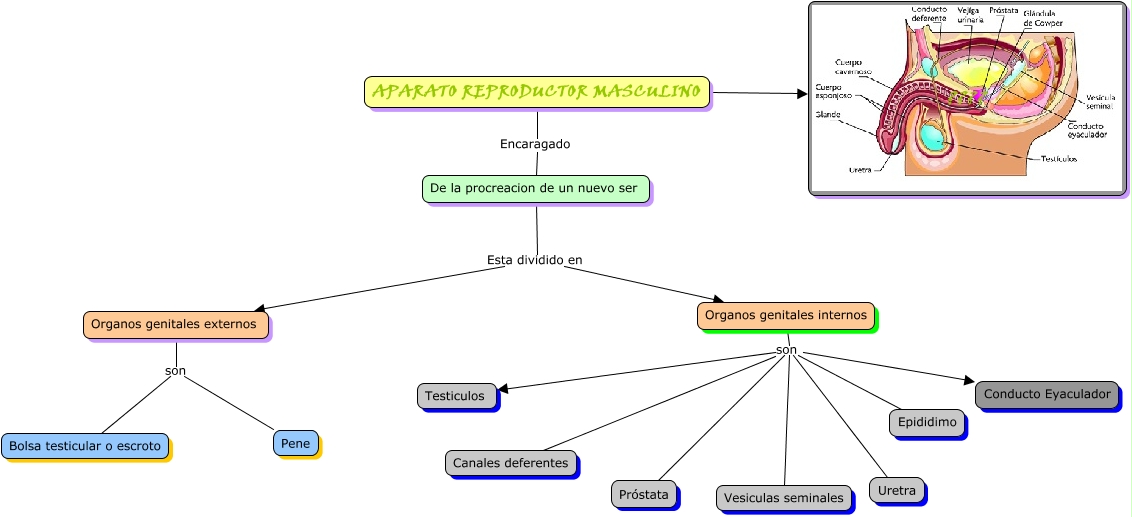 Aparato Reproductor Masculino